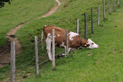 Wenn es "äne vom Haag" das bessere Futter hat Foto: Thomas Mosimann
