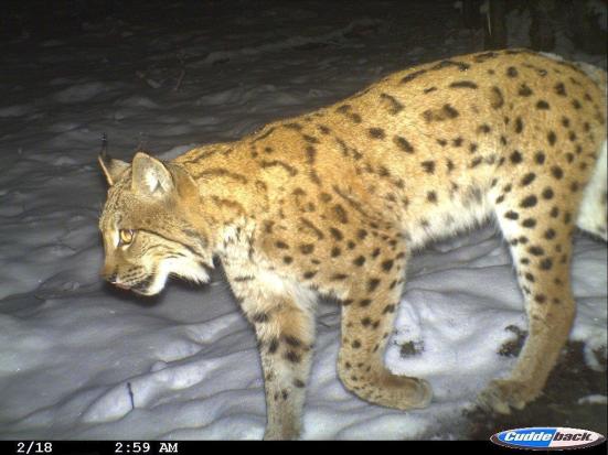 Luchs in Fotofalle 