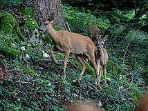 Rehgeiss mit Kitz bei der Arifluh