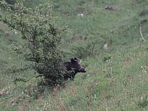 Wildschwein bei der Hundsmatt